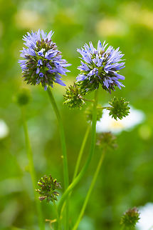 globe gilia part of a meadow restoration effort Geotagged,Gilia capitata,Spring,United States