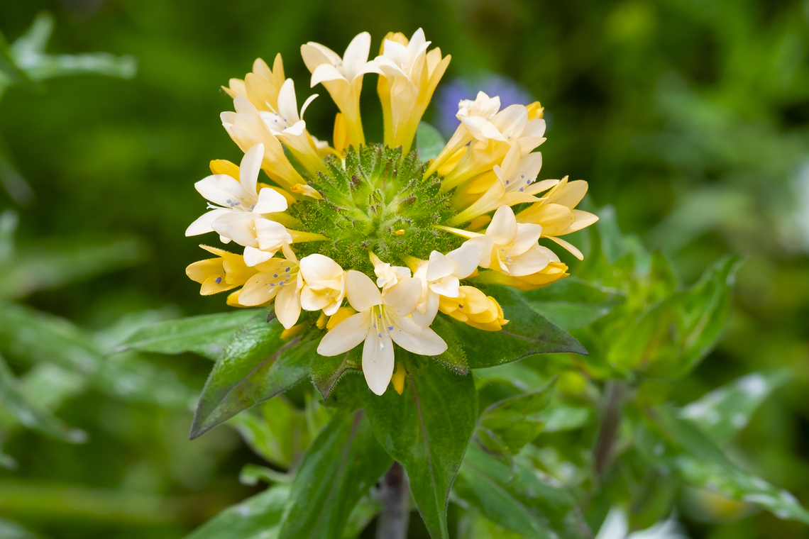large-flowered collomia part of a meadow restoration effort Collomia grandiflora,Geotagged,Large-flowered mountain trumpet,Spring,United States