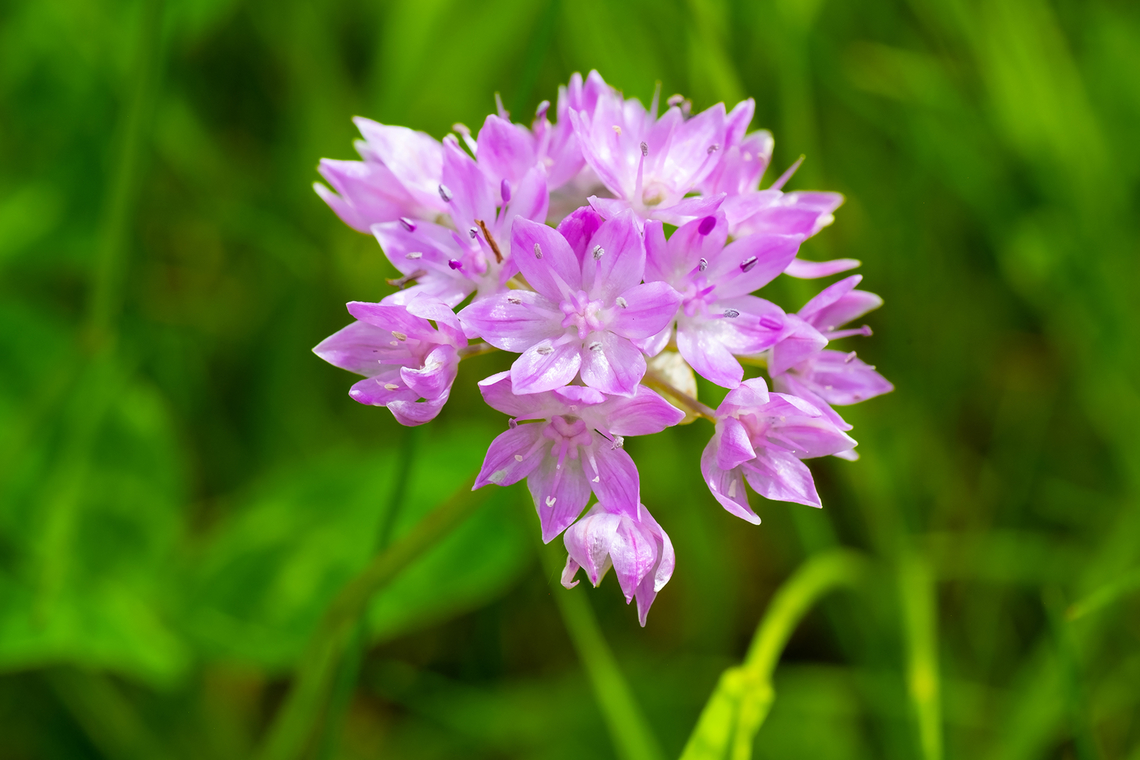 narrow leaf onion part of a meadow restoration effort Allium amplectens,Geotagged,Narrowleaf onion,Spring,United States