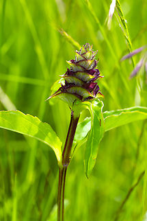 self heal - Prunella vulgaris var. lanceolata  Common self-heal,Geotagged,Prunella vulgaris,Spring,United States