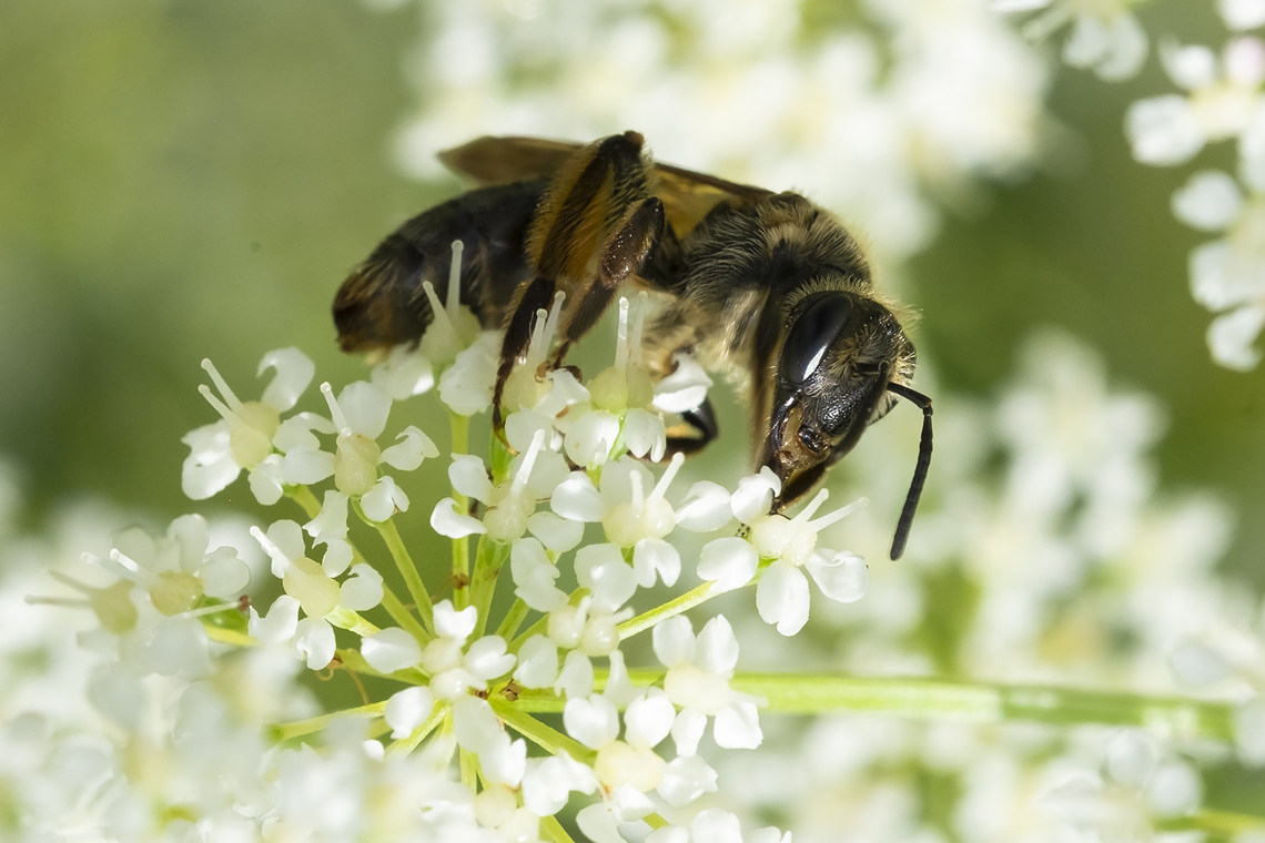 black bee with large jaws  Geotagged,Spring,United States