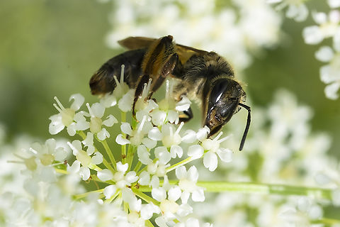 black bee with large jaws  Geotagged,Spring,United States