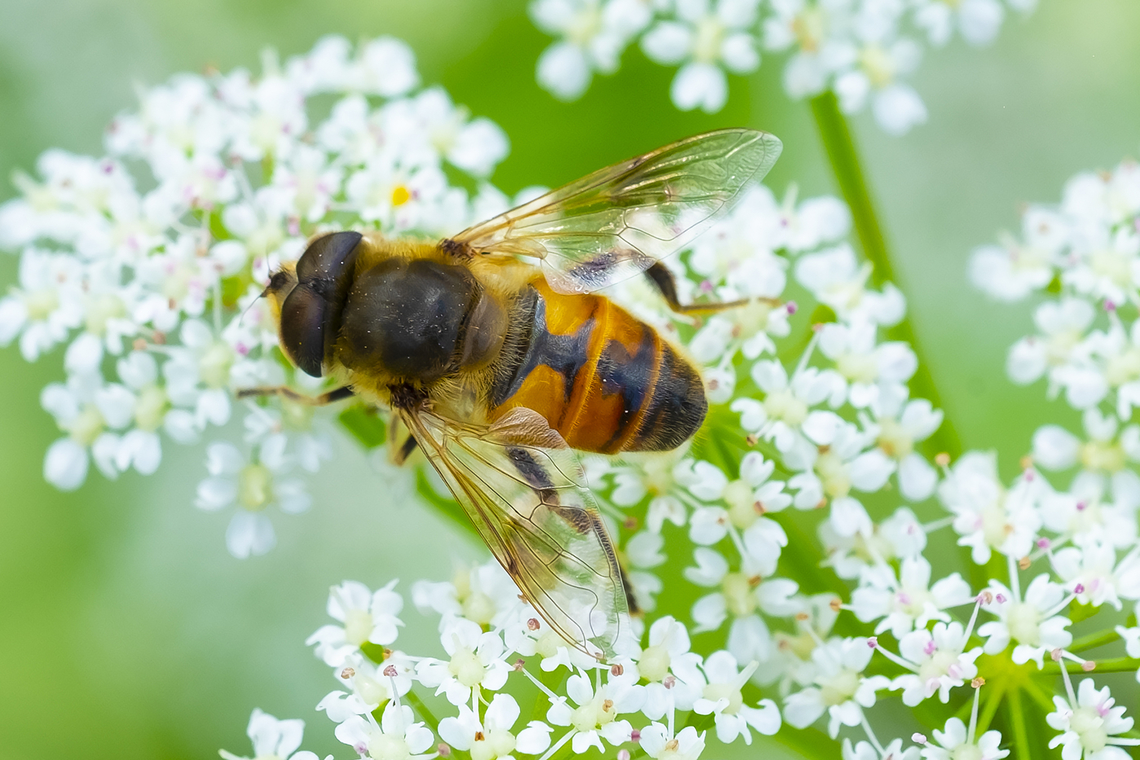 drone fly (introduced)  Common Drone Fly,Eristalis tenax,Geotagged,Spring,United States