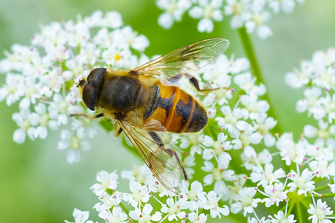 drone fly (introduced)  Common Drone Fly,Eristalis tenax,Geotagged,Spring,United States