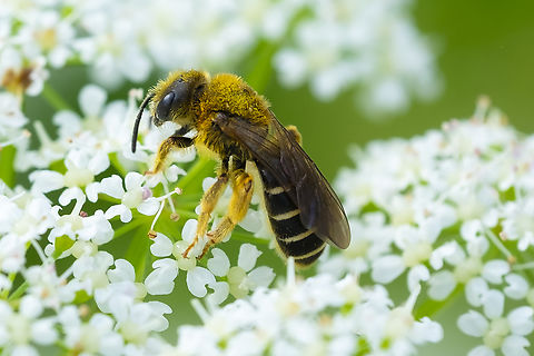 orange-legged furrow bee  Geotagged,Halictus rubicundus,Orange-legged Furrow Bee,Spring,United States