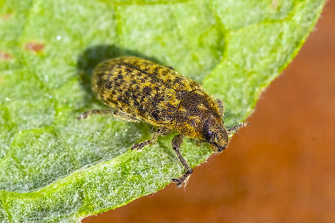 thistle bud weevil introduced Geotagged,Larinus planus,Rhinocyllus conicus,Spring,United States