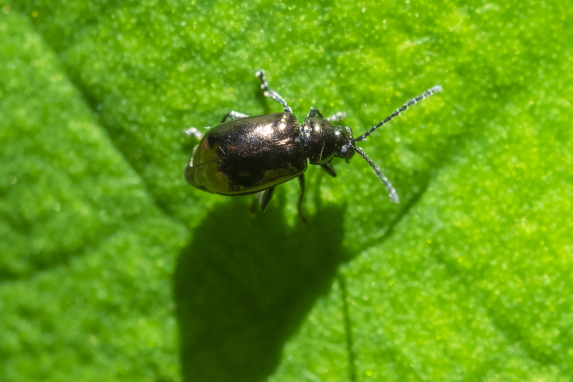 Metallic flea beetle Altica sp. BugGuide says the genus Altica is undergoing some revisions.... at the time my book was written this is likely either A. probata or A. tombacina, with the main difference being the plant it feeds on. ITIS also still lists this as a verified species, so I'm going with it for now. Given I saw many wild roses bushes in this area I would say this is A. probata. (the other feeds on fireweed) Altica probata,Geotagged,Summer,United States,rose flea beetle
