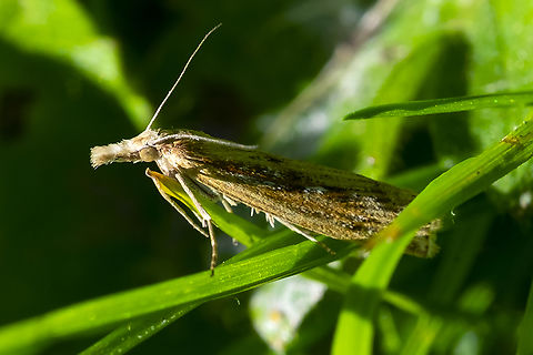 grass moth  Geotagged,Summer,United States