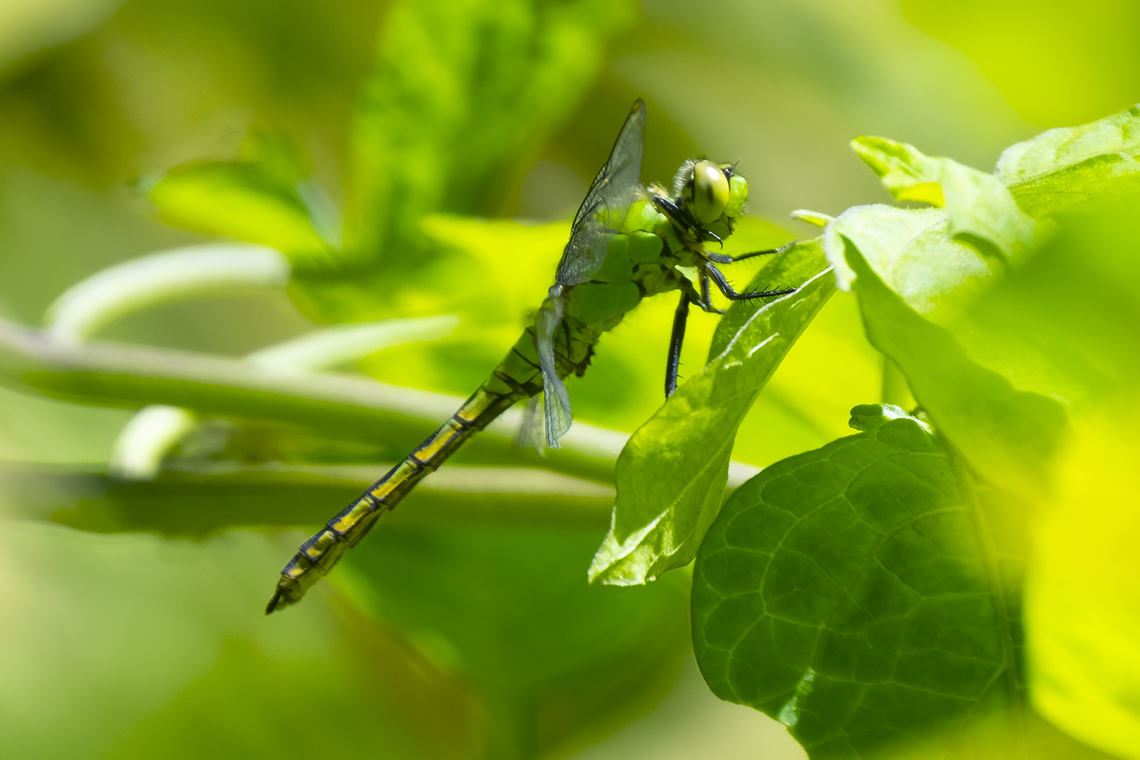western pond hawk  Erythemis collocata,Geotagged,Summer,United States,Western pondhawk
