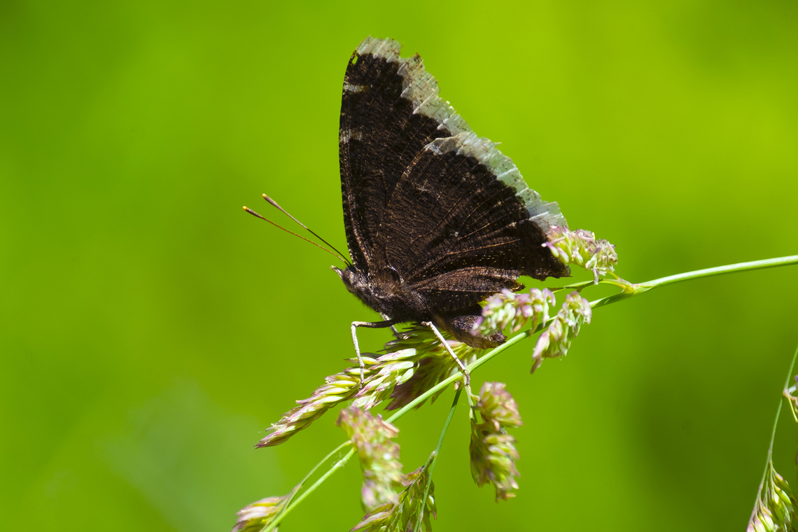 mourning cloak a little worse for the wear..  Geotagged,Mourning Cloak,Nymphalis antiopa,Summer,United States