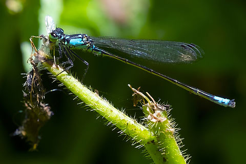Pacific forktail with a meal  Geotagged,Ischnura cervula,Pacific Forktail,Summer,United States