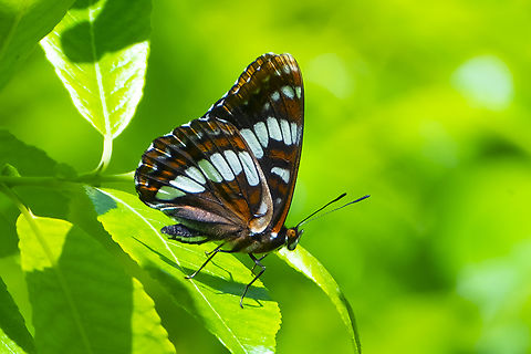 Lorquins admiral Geotagged,Limenitis lorquini,Lorquins admiral,Summer,United States