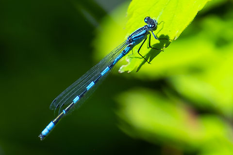 boreal bluet  Boreal bluet,Enallagma boreale,Geotagged,Summer,United States