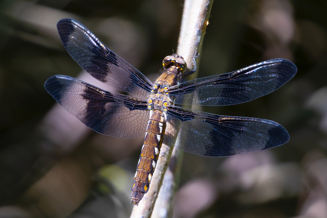 12 spotted skimmer  Geotagged,Libellula pulchella,Summer,Twelve-spotted Skimmer,United States