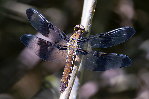 12 spotted skimmer  Geotagged,Libellula pulchella,Summer,Twelve-spotted Skimmer,United States