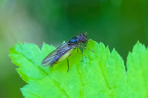 female hoverfly full of eggs  Geotagged,Melanostoma mellinum,Summer,United States,Variable Duskyface Fly