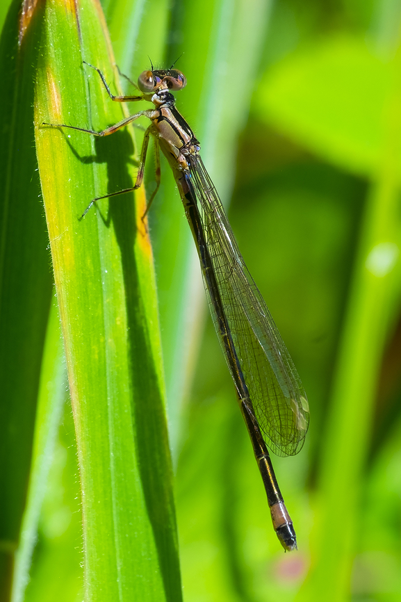 Pacific forktail I believe this to be a female Geotagged,Ischnura cervula,Pacific Forktail,Summer,United States