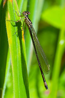 Pacific forktail I believe this to be a female Geotagged,Ischnura cervula,Pacific Forktail,Summer,United States