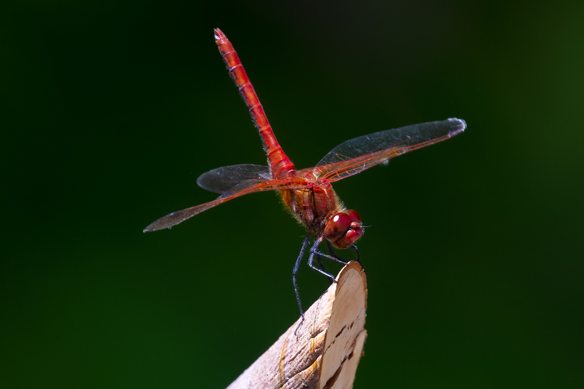 red-veined meadow hawk  Geotagged,Red-veined meadowhawk,Summer,Sympetrum madidum,United States