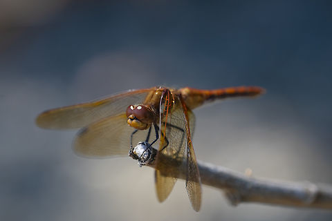 Red-veined meadowhawk not sure if this is a female or an immature male..  Geotagged,Red-veined meadowhawk,Summer,Sympetrum madidum,United States