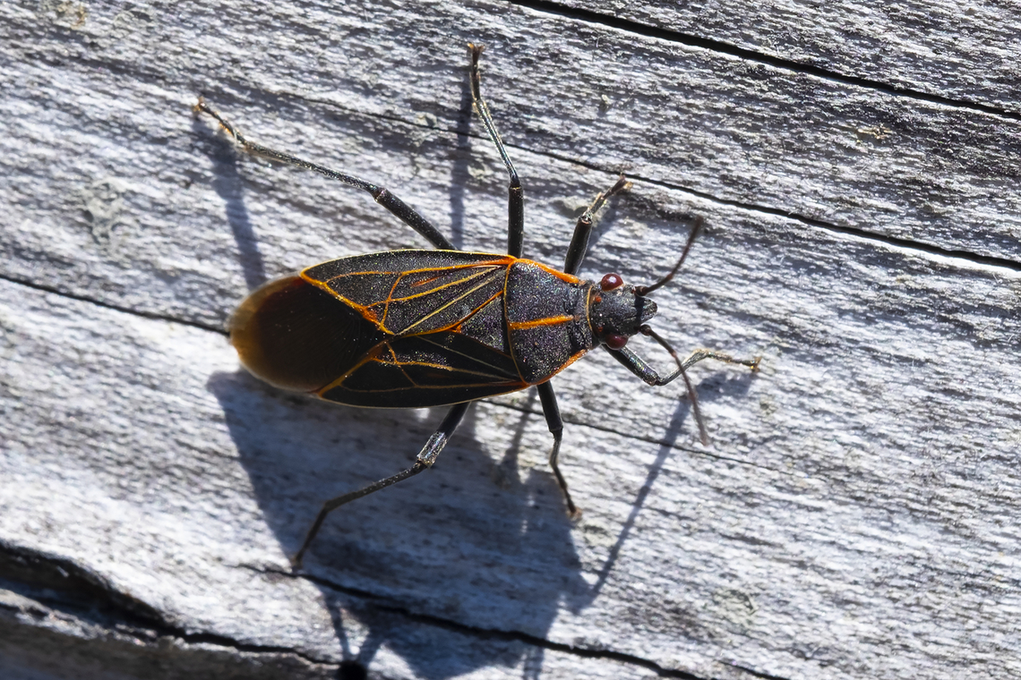 Western boxelder bug  Boisea rubrolineata,Geotagged,Summer,United States