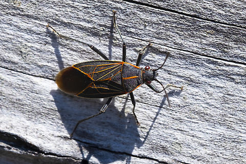 Western Boxelder Bug