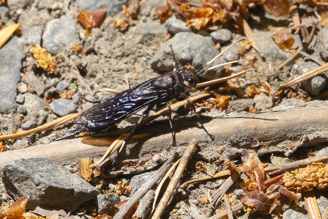 horntail wasp female  Geotagged,Summer,United States,Urocerus albicornis,urocerus albicornis