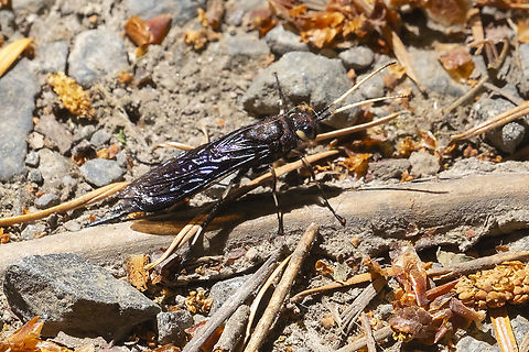 horntail wasp female  Geotagged,Summer,United States,Urocerus albicornis,urocerus albicornis