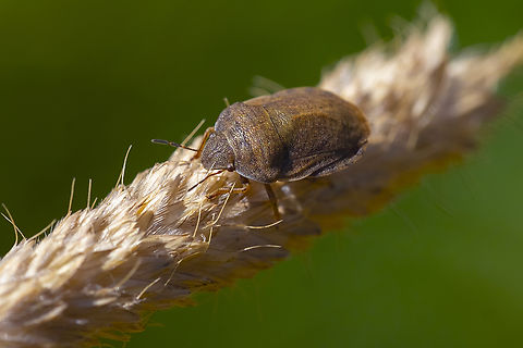 Eurygaster amerinda shield-backed bug, two more very similar species E. minidoka E. alternata Eurygaster amerinda,Geotagged,Summer,United States