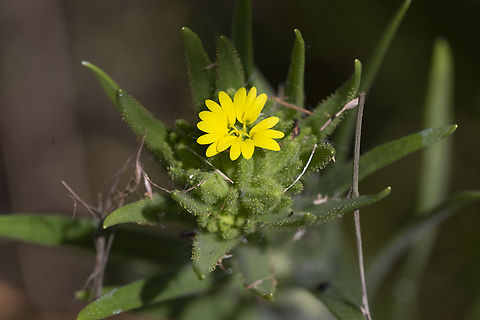 Coast Tarweed