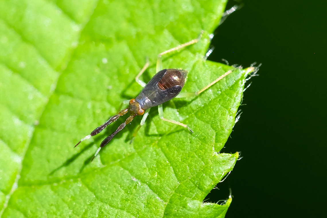 Heterotoma planicornis nymph introduced Geotagged,Heterotoma planicornis,Summer,United States