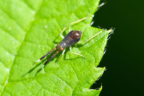 Heterotoma planicornis nymph introduced Geotagged,Heterotoma planicornis,Summer,United States