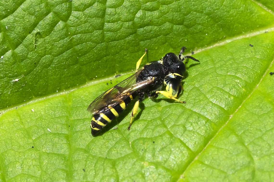 crabro latipes  Crabro latipes,Geotagged,Summer,United States,crabo latipes