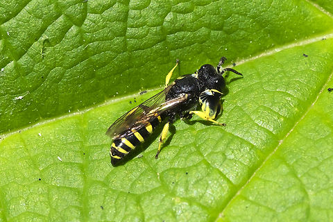 crabro latipes  Crabro latipes,Geotagged,Summer,United States,crabo latipes