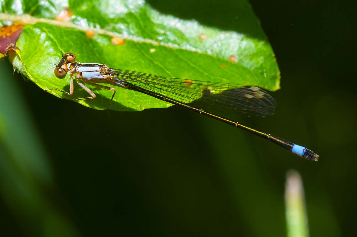 pacific forktail female  Geotagged,Ischnura cervula,Pacific Forktail,Summer,United States