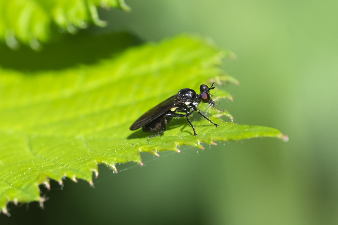 tiny robber fly with tinier prey  Eudioctria media,Geotagged,Summer,United States
