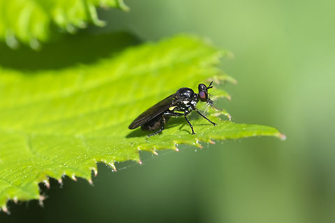 tiny robber fly with tinier prey  Eudioctria media,Geotagged,Summer,United States