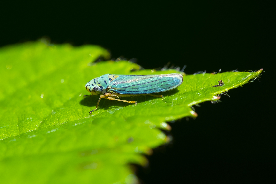 blue-green sharpshooter  Blue-green Sharpshooter,Geotagged,Graphocephala atropunctata,Summer,United States