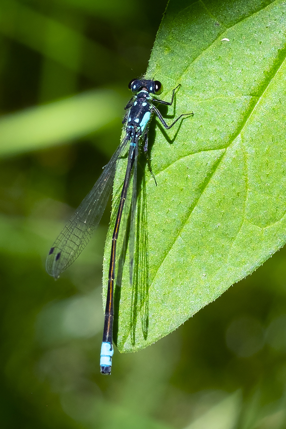 pacific forktail male  Geotagged,Ischnura cervula,Pacific Forktail,Summer,United States
