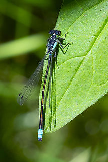 pacific forktail male  Geotagged,Ischnura cervula,Pacific Forktail,Summer,United States