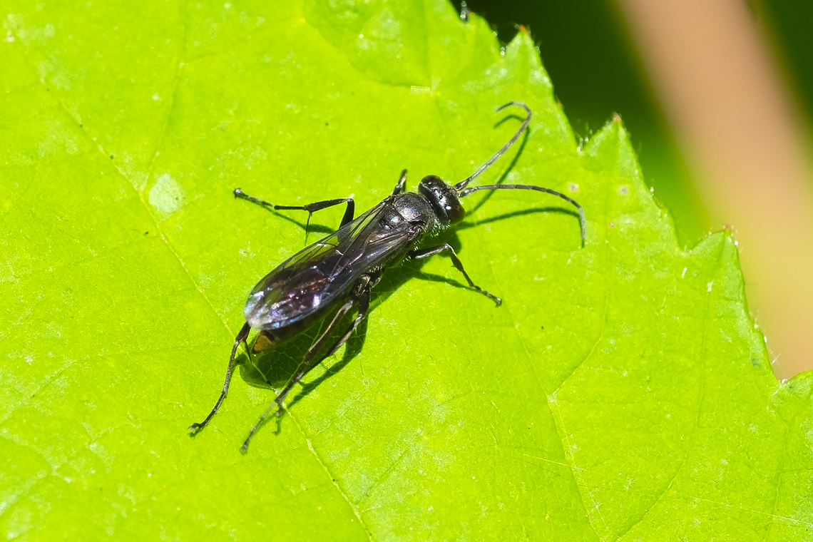 spider wasp  Agenioideus humilis,Geotagged,Summer,United States