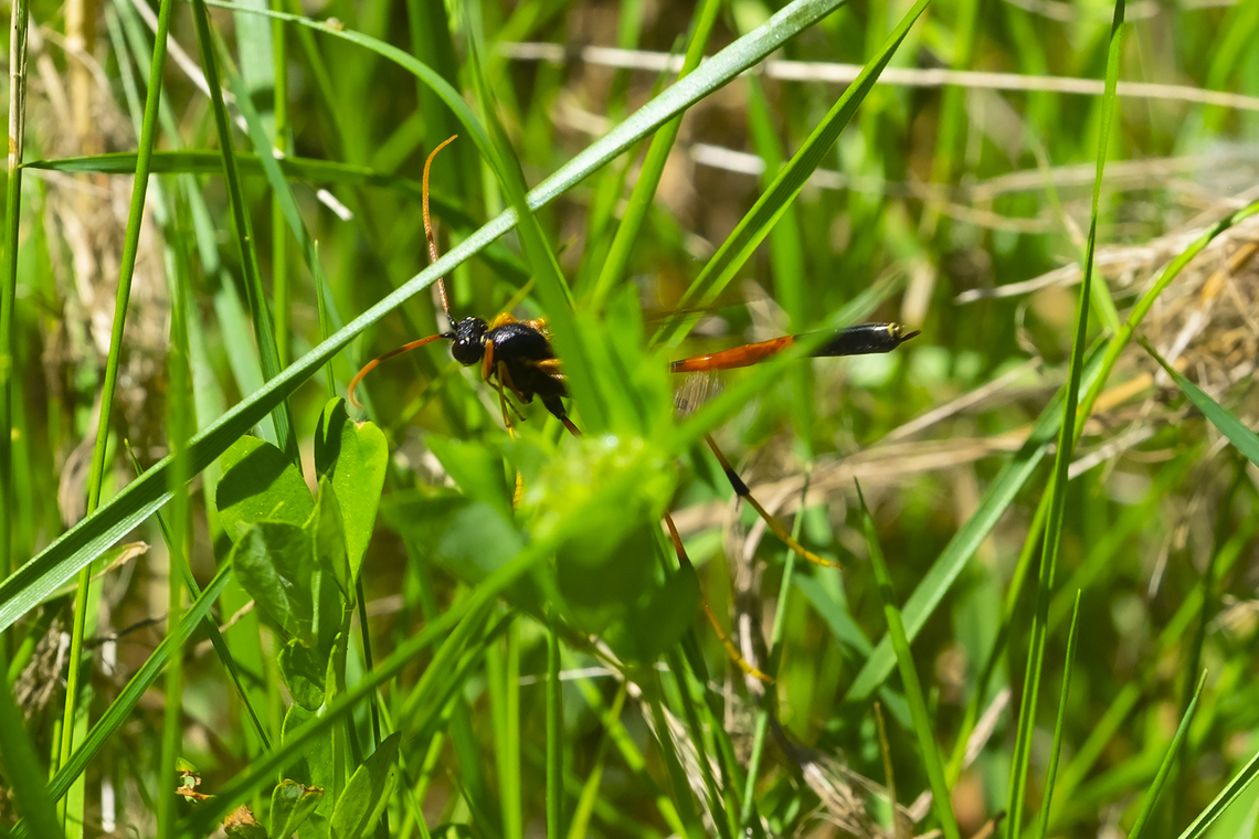 large ichneumon wasp Therion circumflexum very difficult - never stops moving...  Geotagged,Summer,Therion circumflexum,United States