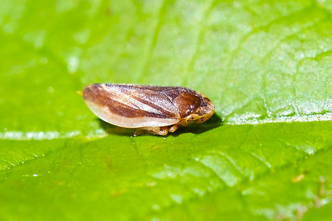meadow spittlebug  Geotagged,Meadow Spittlebug,Philaenus spumarius,Summer,United States