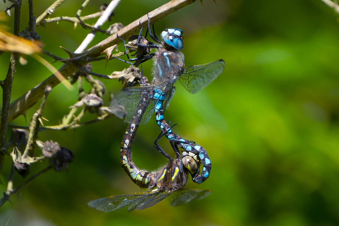 California Darner mating wheel  Geotagged,Rhionaeschna californica,Summer,United States