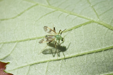 green midge perhaps a Chironomus sp.  Geotagged,Summer,United States