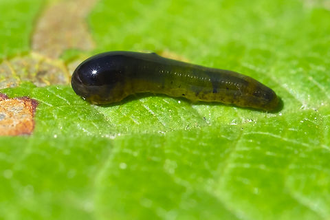 Cherry slug actually a sawfly larvae... I thought it looked like a leech Caliroa cerasi,Geotagged,Pear slug,Summer,United States