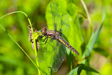 very newly emerged 8 spotted skimmer wing markings only faintly visible Geotagged,Libellula forensis,Summer,United States,eight spotted skimmer