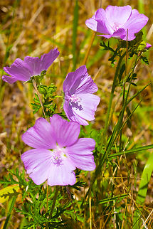 musk mallow  Geotagged,Malva moschata,Musk Mallow,Summer,United States
