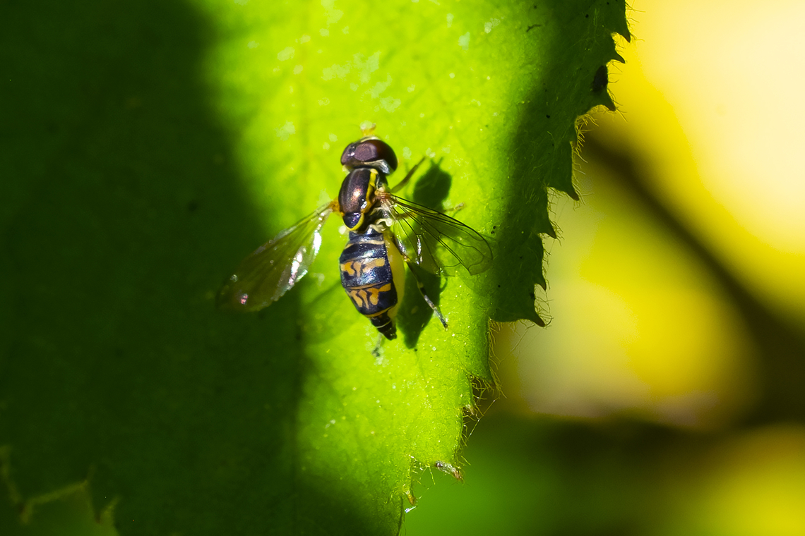 western calligrapher female  Geotagged,Summer,Toxomerus occidentalis,United States,Western Calligrapher