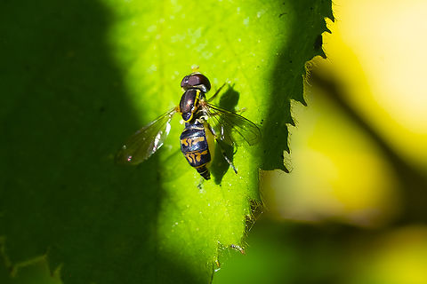 western calligrapher female  Geotagged,Summer,Toxomerus occidentalis,United States,Western Calligrapher